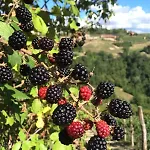 Blueberry Gasthuis La Morra