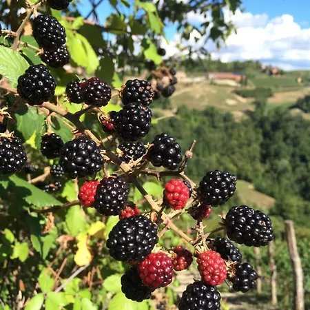 Blueberry Pensionat La Morra