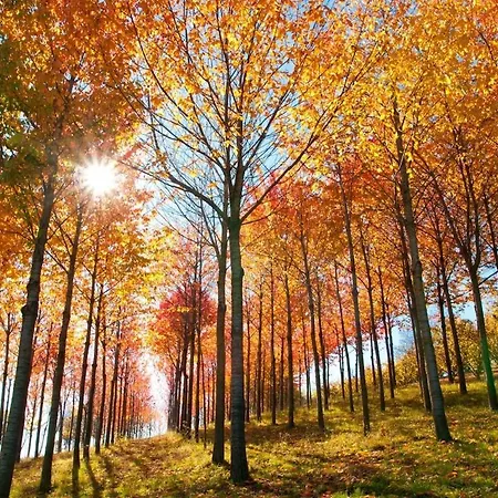 Blueberry ゲストハウス 3*